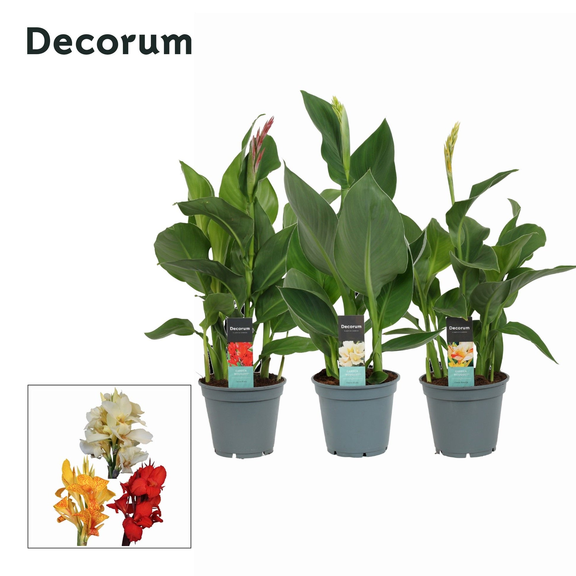 Canna Island mix 50cm 17cm Pot