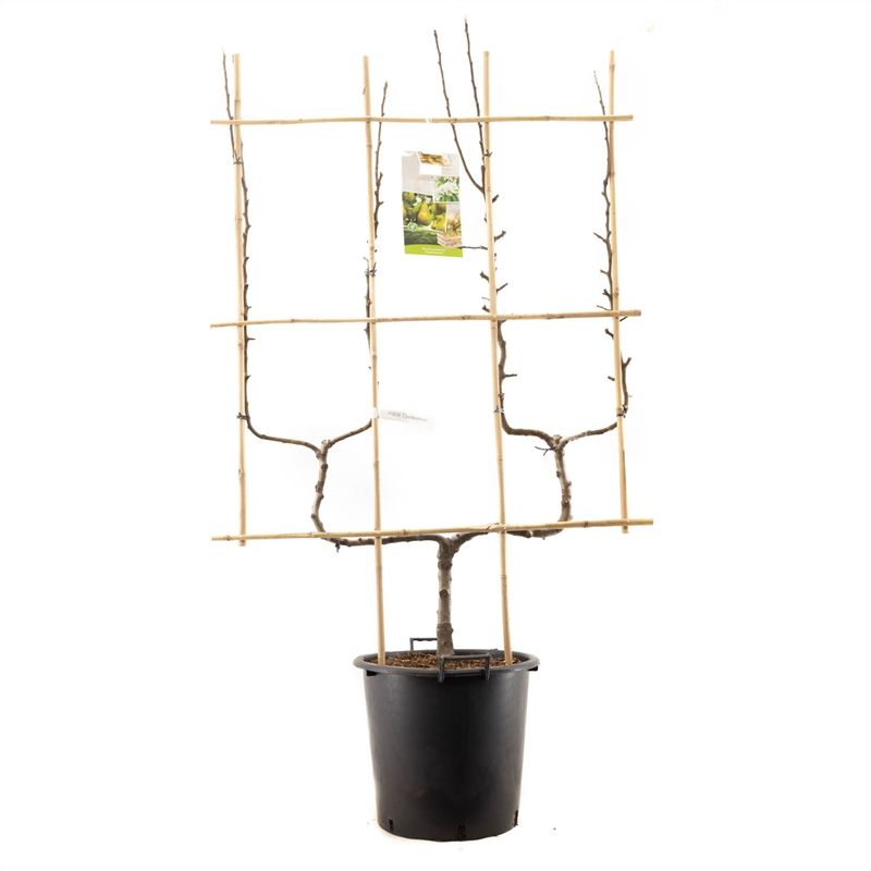 Pyrus com. Beurré Hardy Halfstam 150cm 45cm Pot
