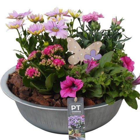 PTPP6858 Arrangementen Perkplanten 25cm 29cm Pot