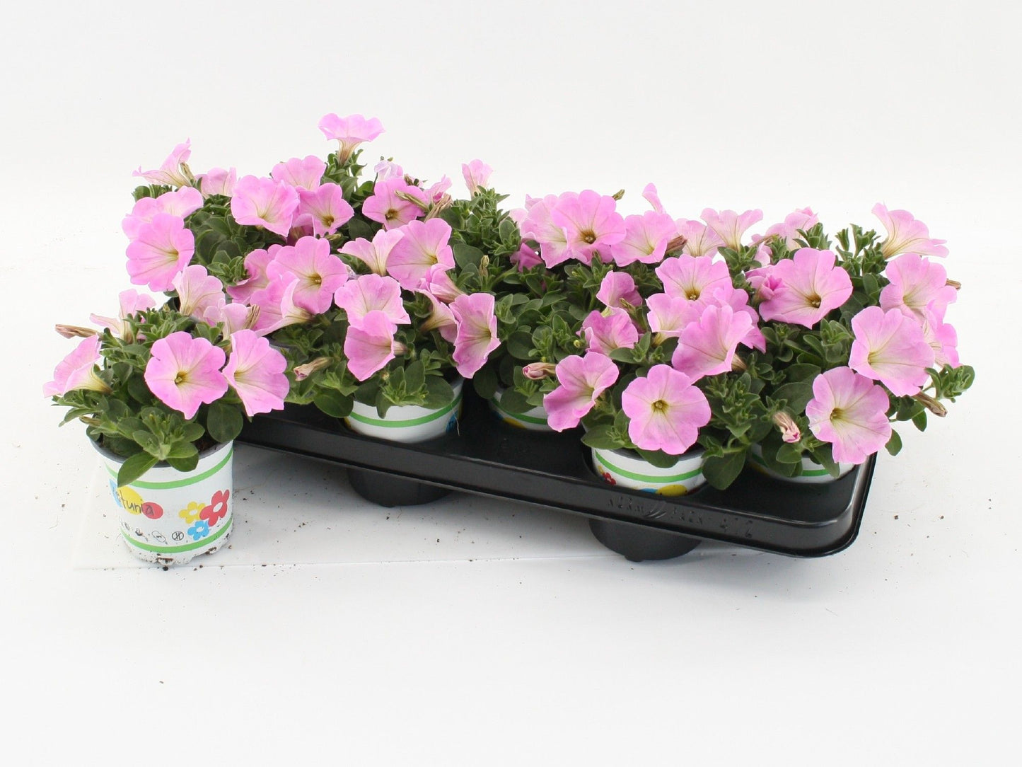 Petunia hot pink 20cm 510cm Pot