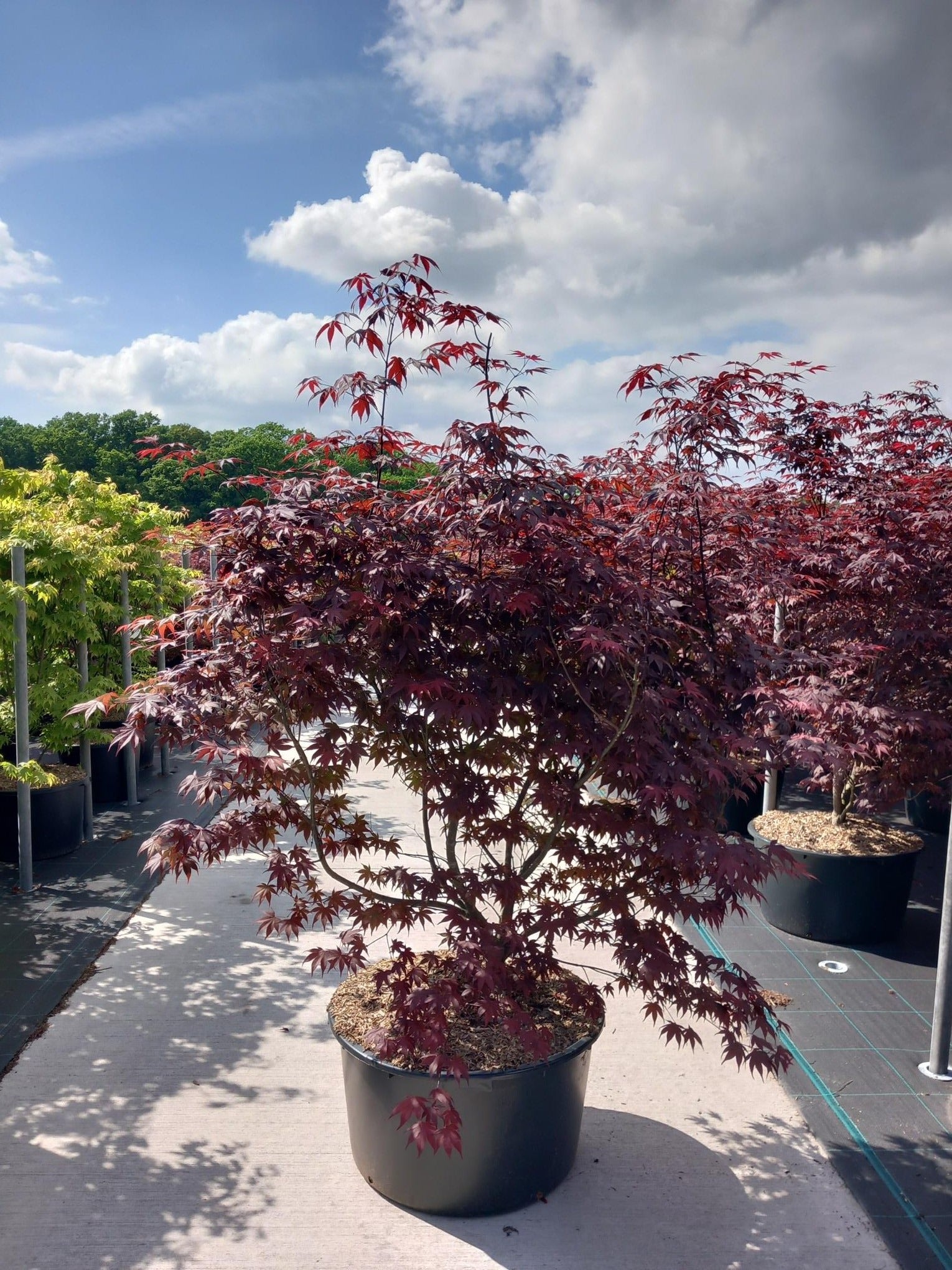 Acer palm. Bloodgood 200cm 90cm Pot