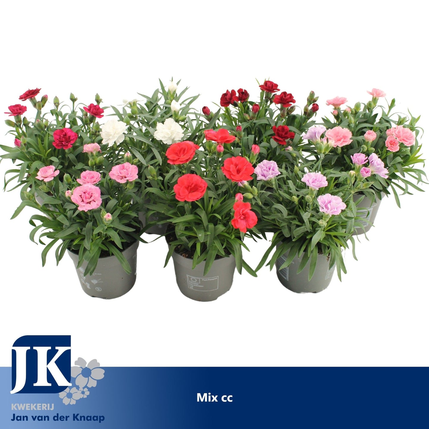 Dianthus mix 15cm 10.5cm Pot