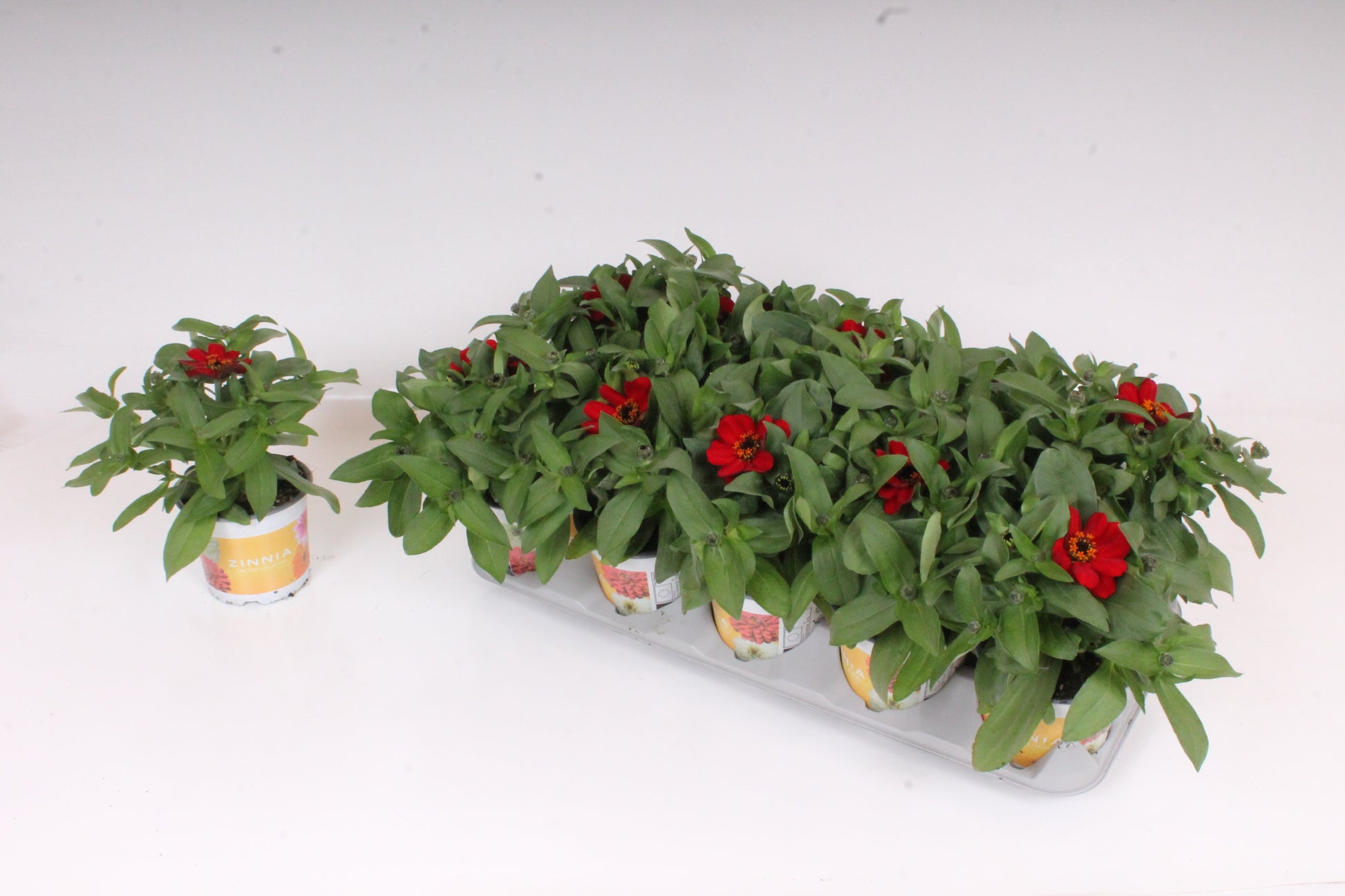 Zinnia Dreamland Red 30cm 12cm Pot