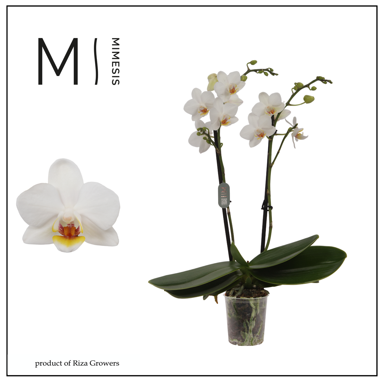 Phalaenopsis multiflora white 32cm 7cm Pot