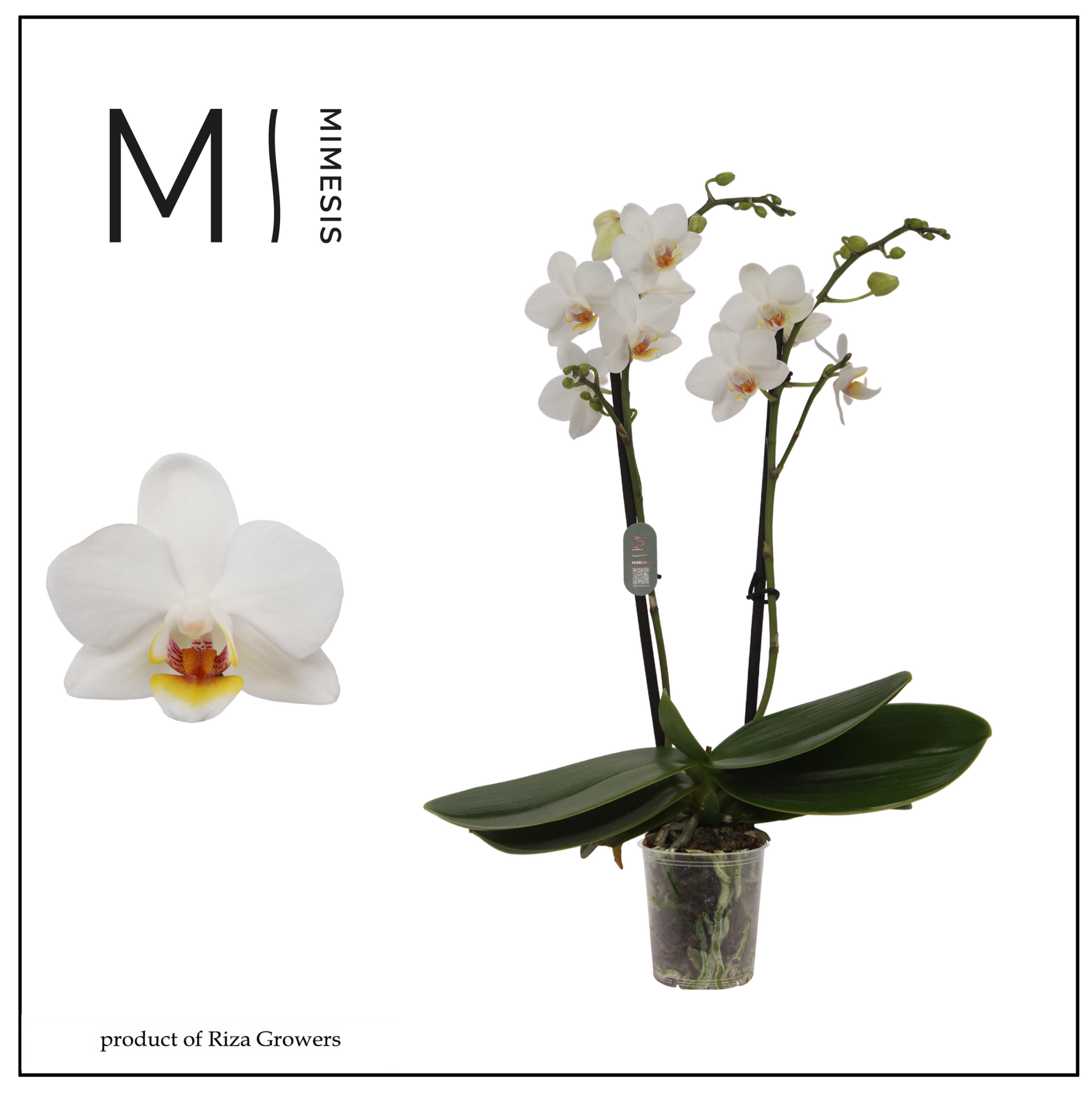 Phalaenopsis multiflora white 32cm 7cm Pot