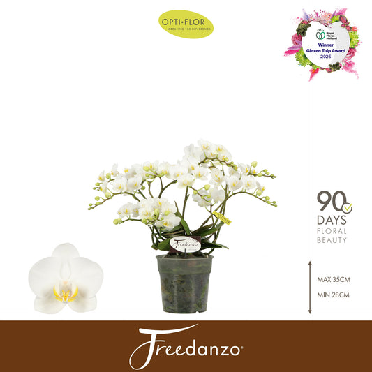 Phalaenopsis Freedanzo Dove 40cm 12cm Pot