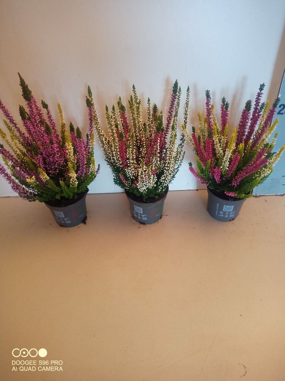 Calluna Beauty Ladies twin 12cm 9cm Pot