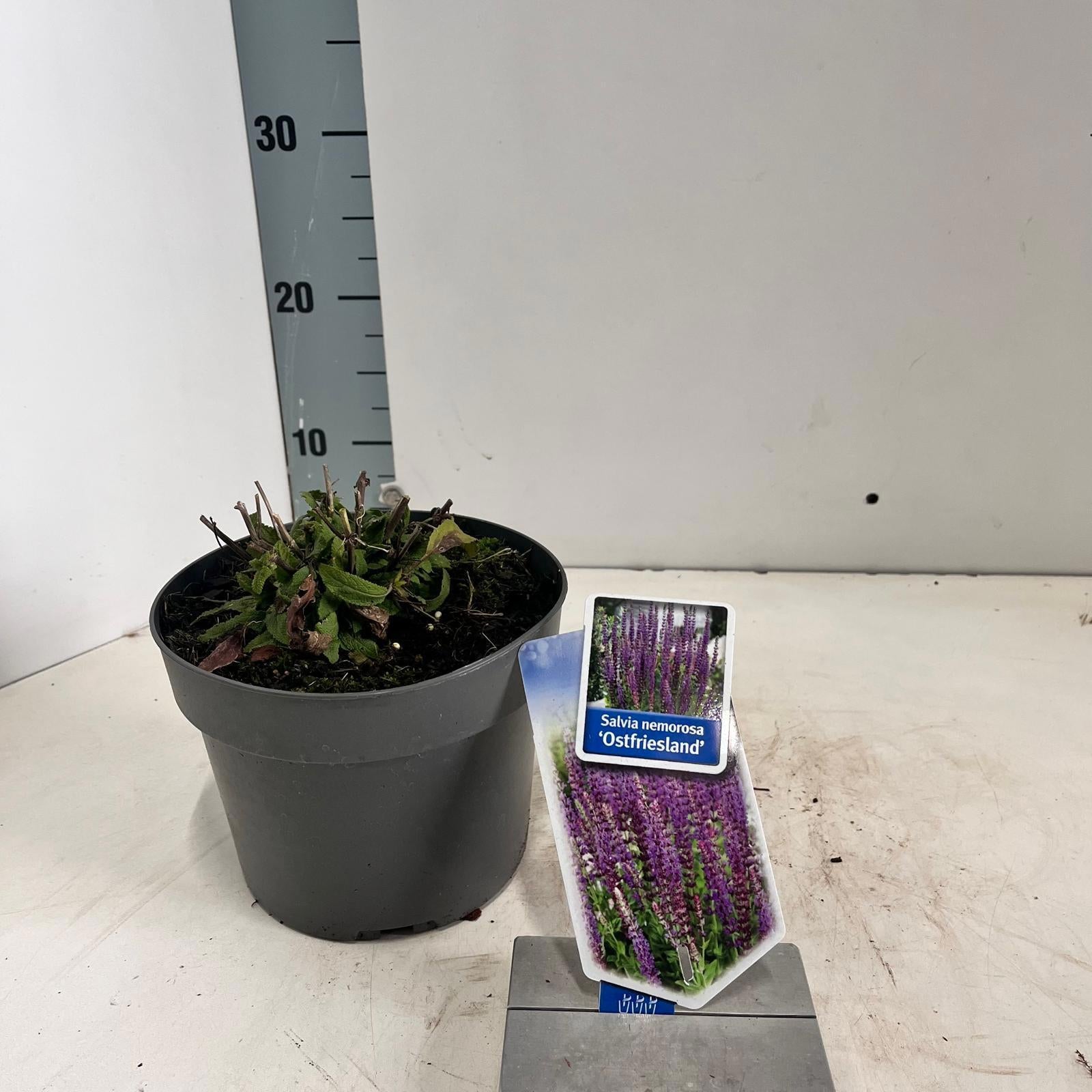 Salvia nem. Ostfriesland 30cm 17cm Pot