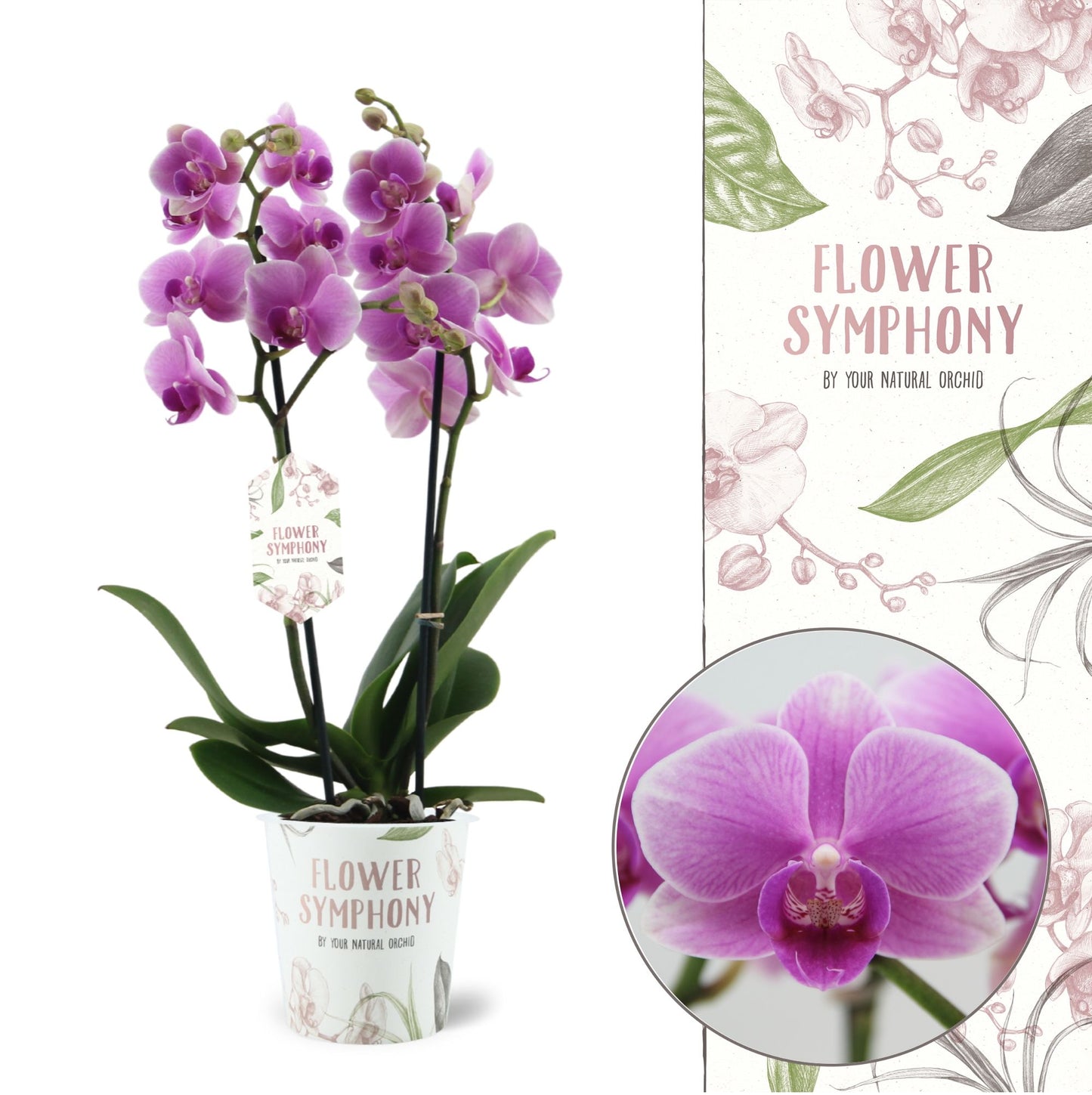 Phalaenopsis Flower Symphony Lindau 45cm 12cm Pot