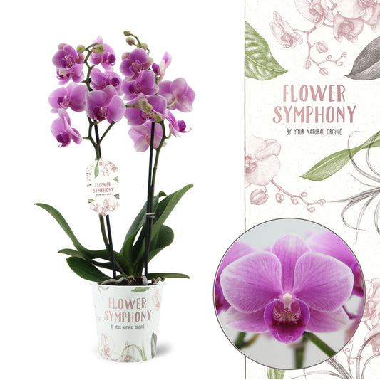 Phalaenopsis Flower Symphony Lindau 45cm 12cm Pot