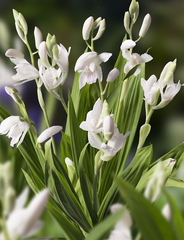 Bletilla striata Alba 20cm 9cm Pot