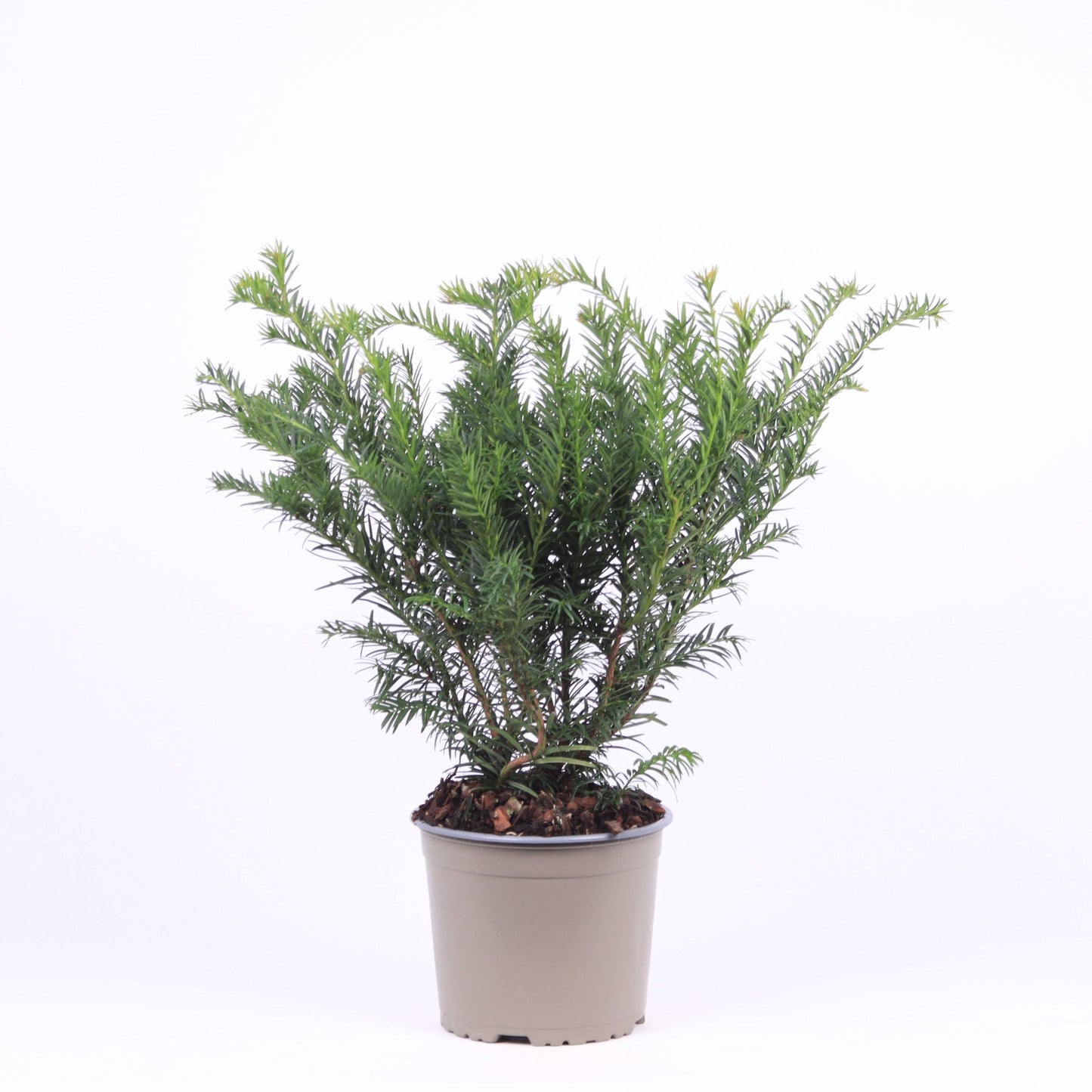 Taxus bac. Repandens 45cm 17cm Pot