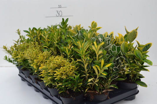 Euonymus japonicus mix 25cm 9cm Pot