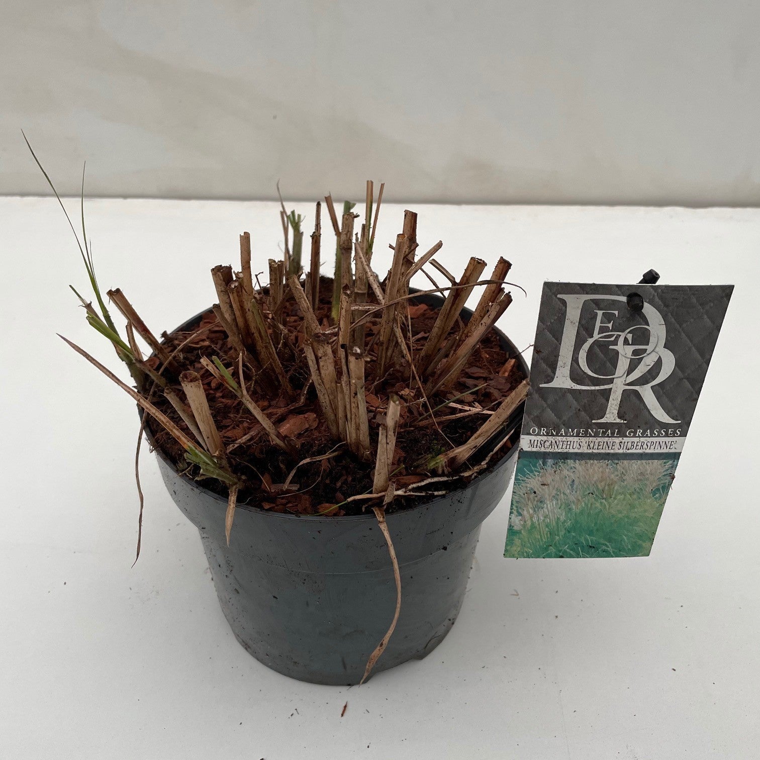 Miscanthus sin. Kleine Silberspinne 50cm 19cm Pot