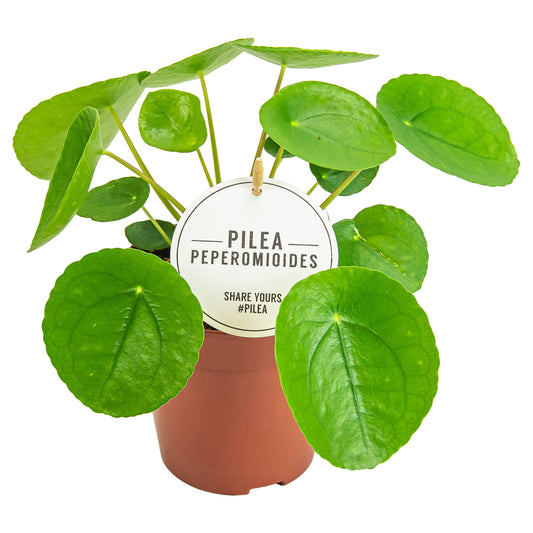 Pilea peperomioides 25cm 12cm Pot