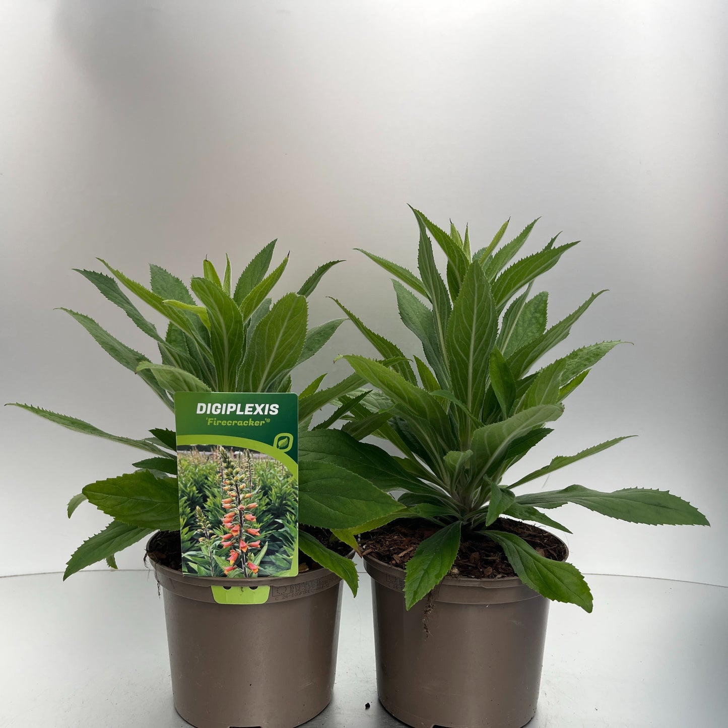 Digiplexis Firecracker 20cm 17cm Pot