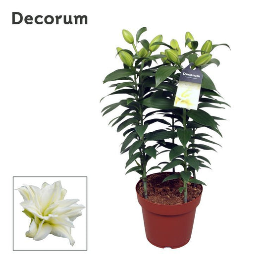 Lilium Roselily Zeta 50cm 19cm Pot