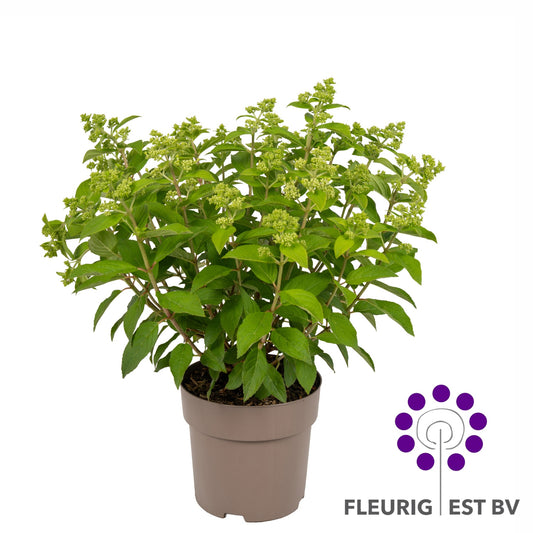 Hydrangea pan. Panflora 45cm 17cm Pot