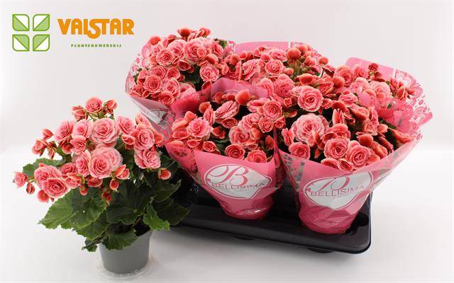 Begonia borias bellisima hoes 30cm 13cm Pot