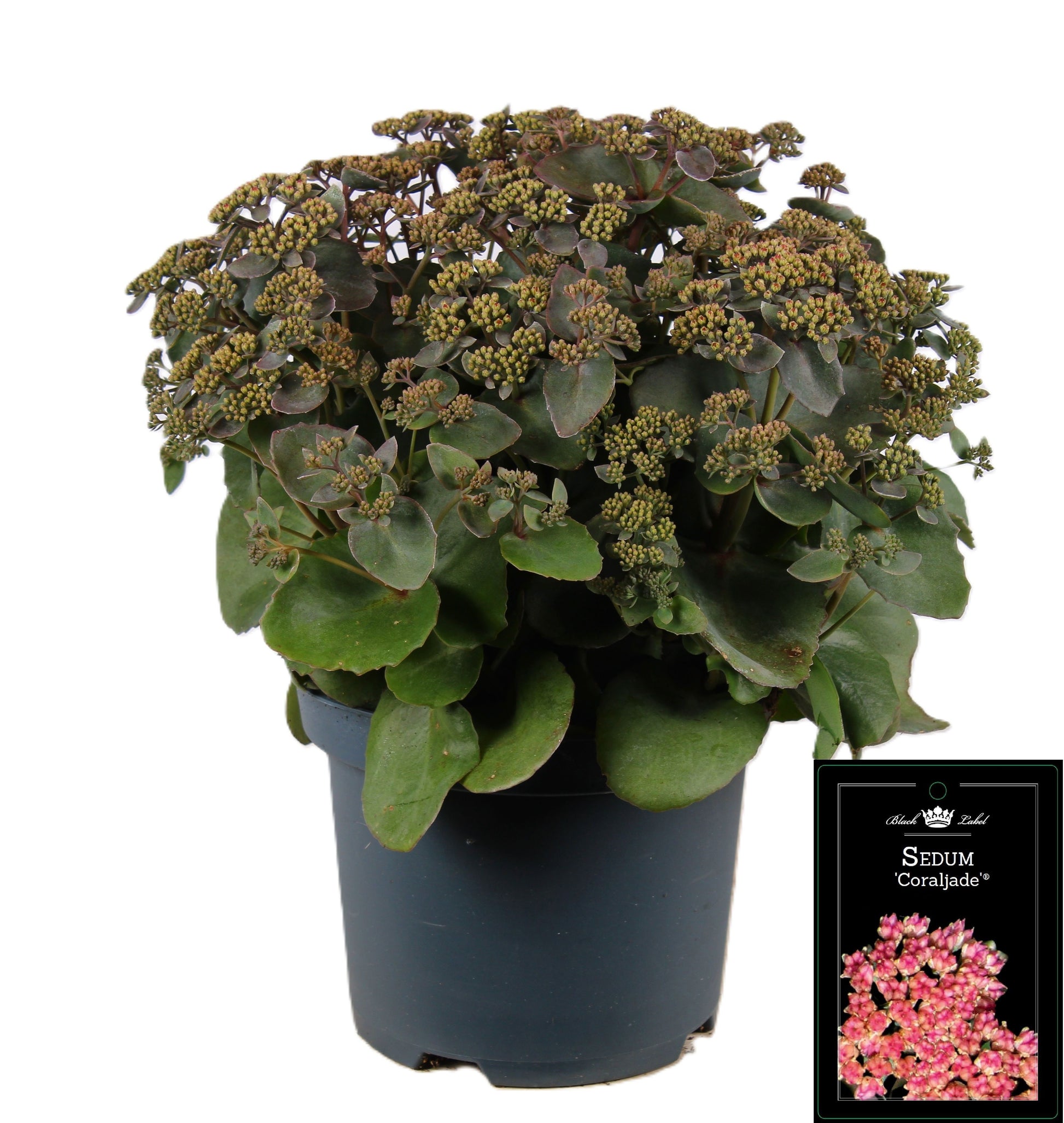 Sedum album mix 55cm 19cm Pot