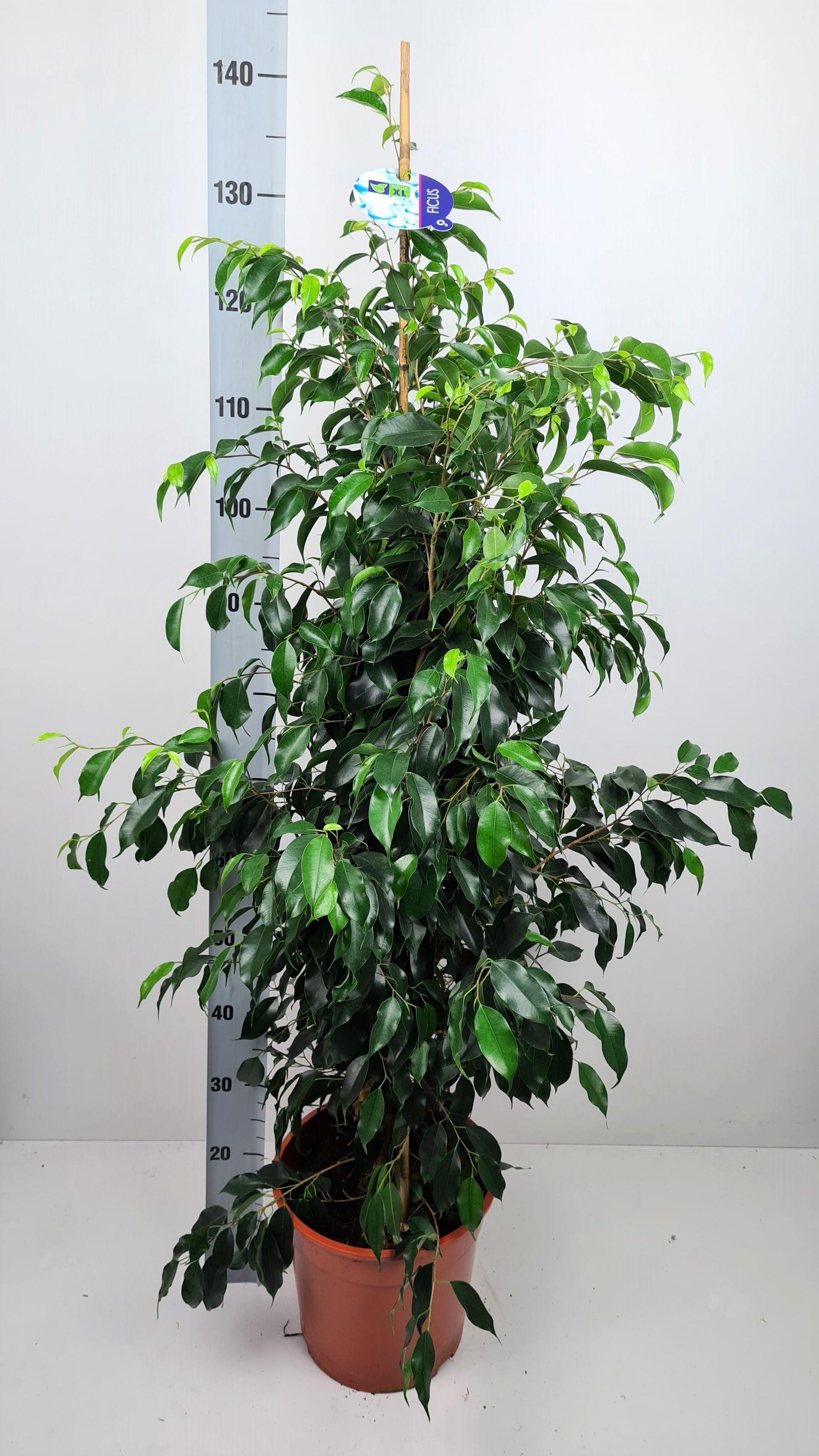 Ficus benj. Danielle 140cm 27cm Pot