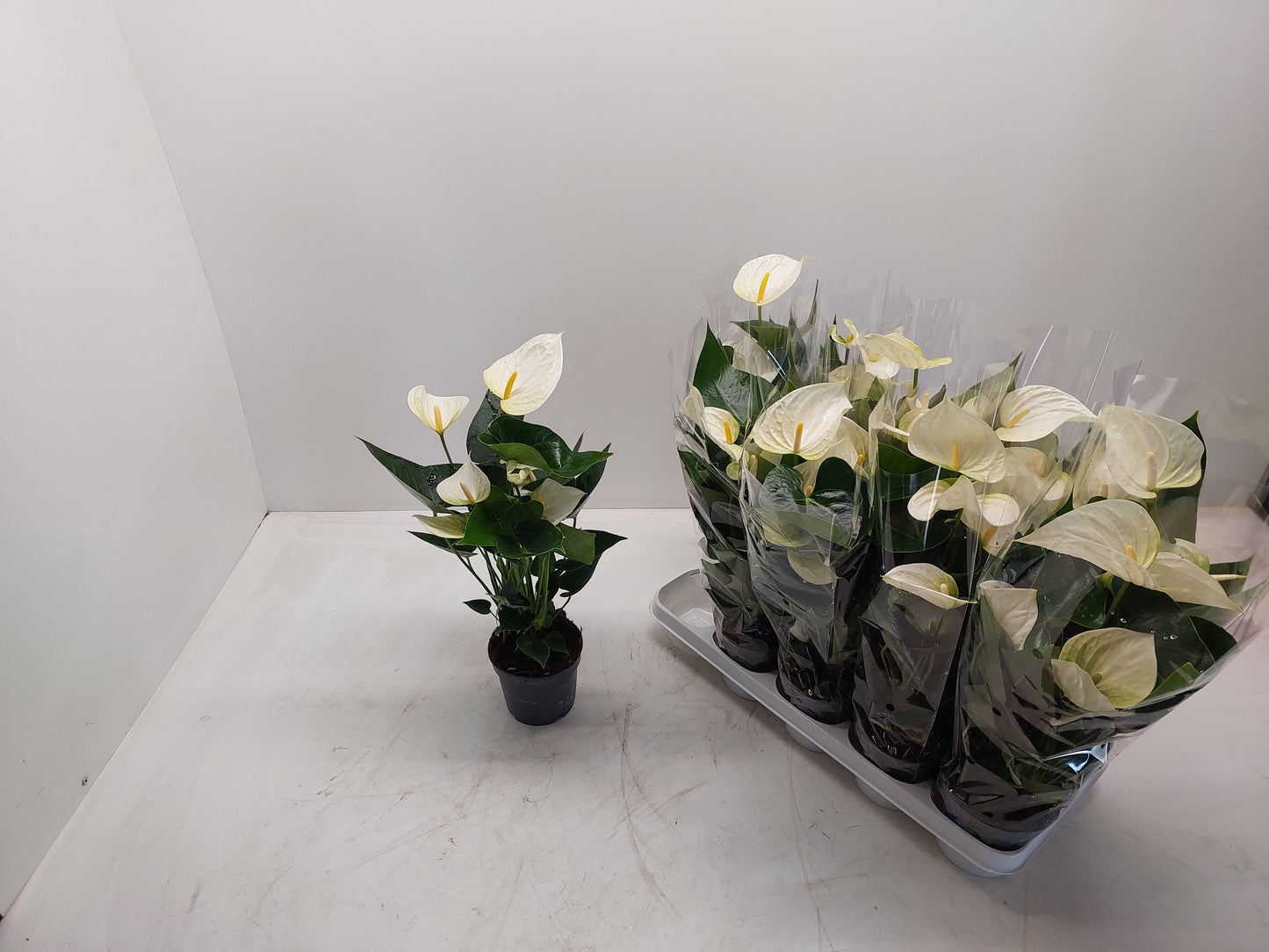 Anthurium Sierra White 45cm 12cm Pot