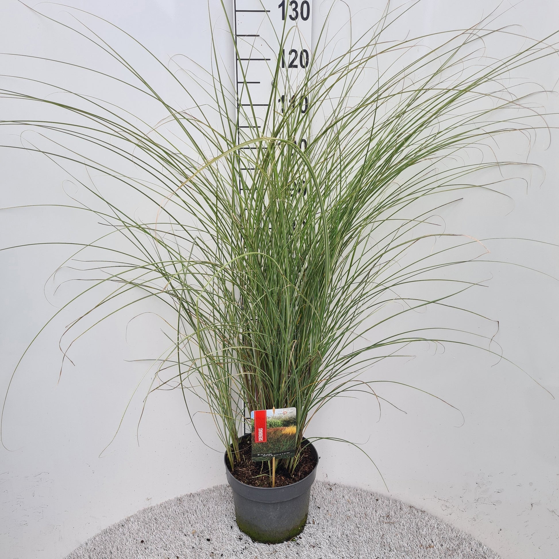 Miscanthus sin. Morning Light 50cm 26cm Pot