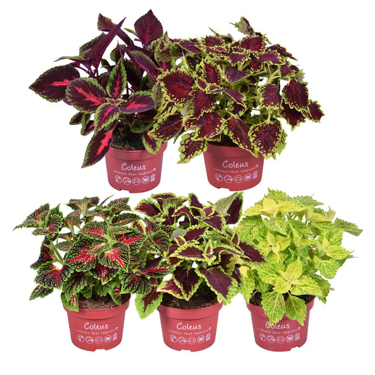 Coleus scutellarioides 25cm 13cm Pot