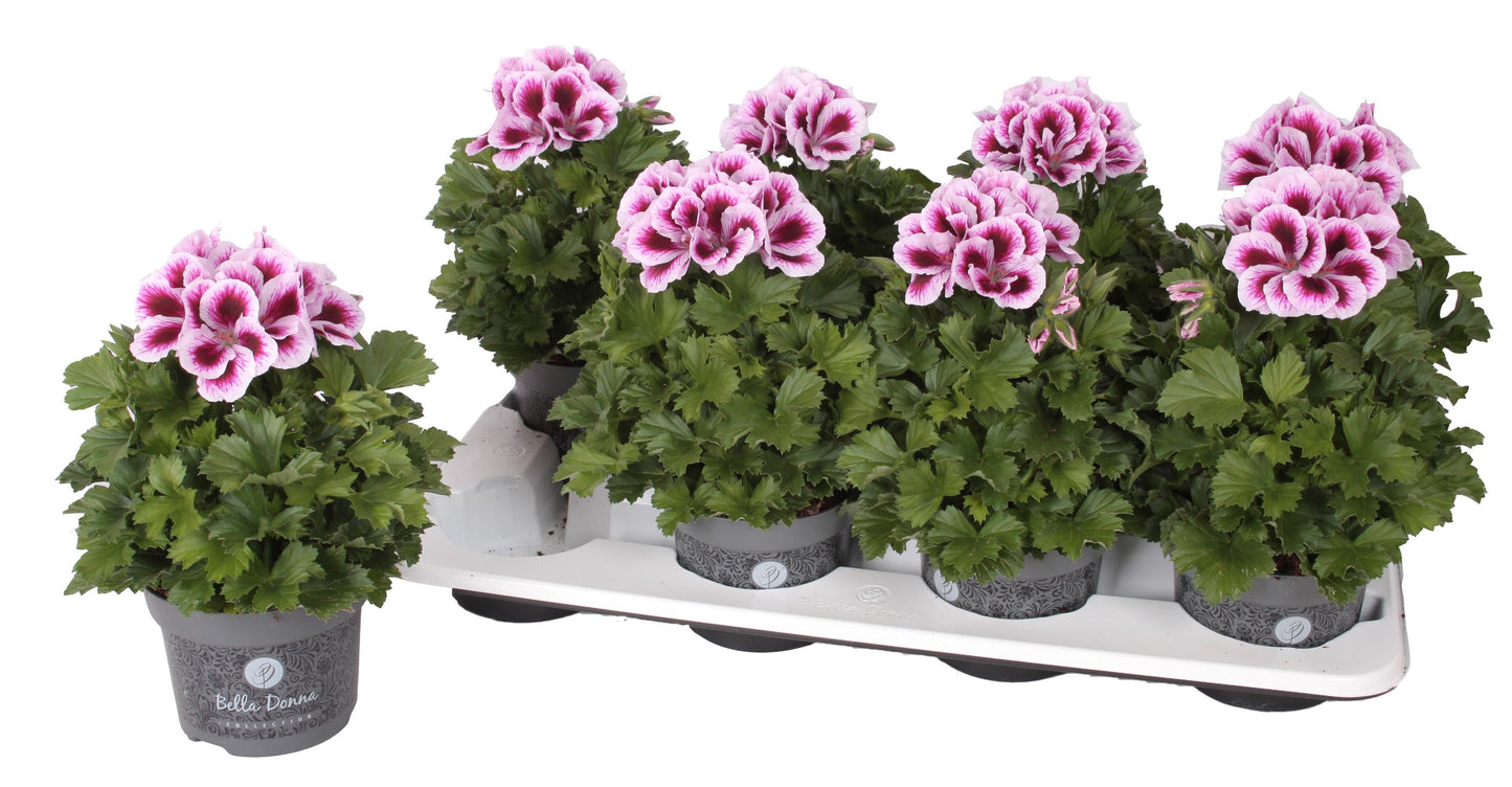 Pelargonium gr. Bella Donna purple-white 28cm 12cm Pot