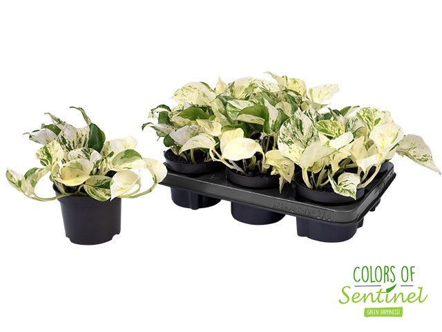 Epipremnum pin. Happy Leaf 20cm 12cm Pot