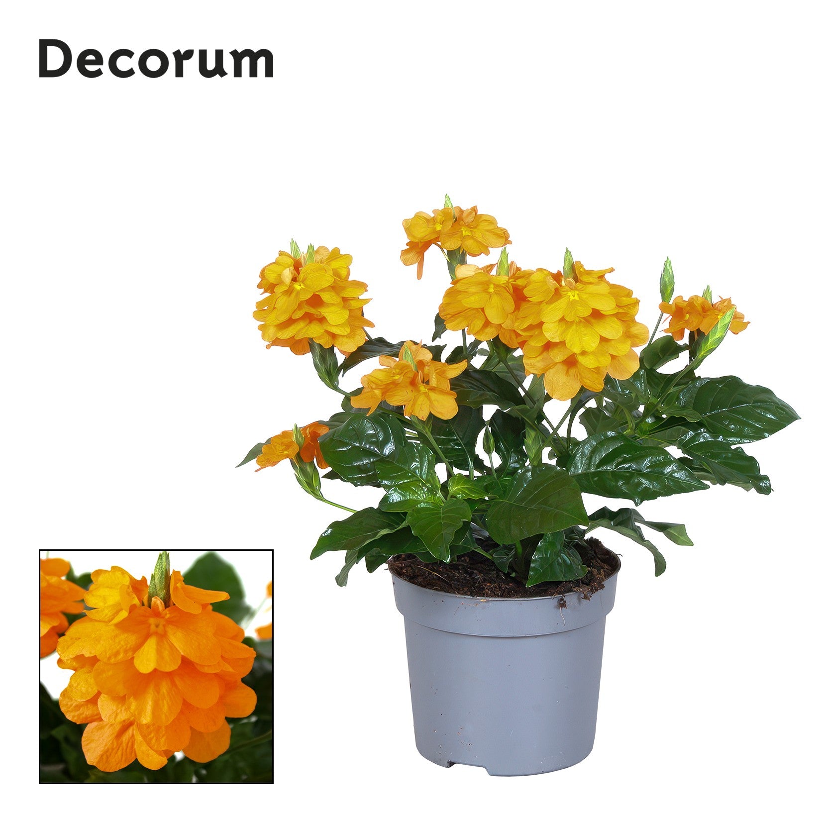 Crossandra Fortuna 20cm 13cm Pot