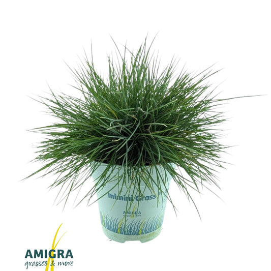 Festuca Compact Blue 25cm 510cm Pot