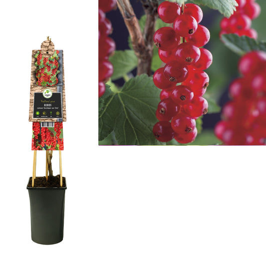 Ribes mix 75cm 17cm Pot