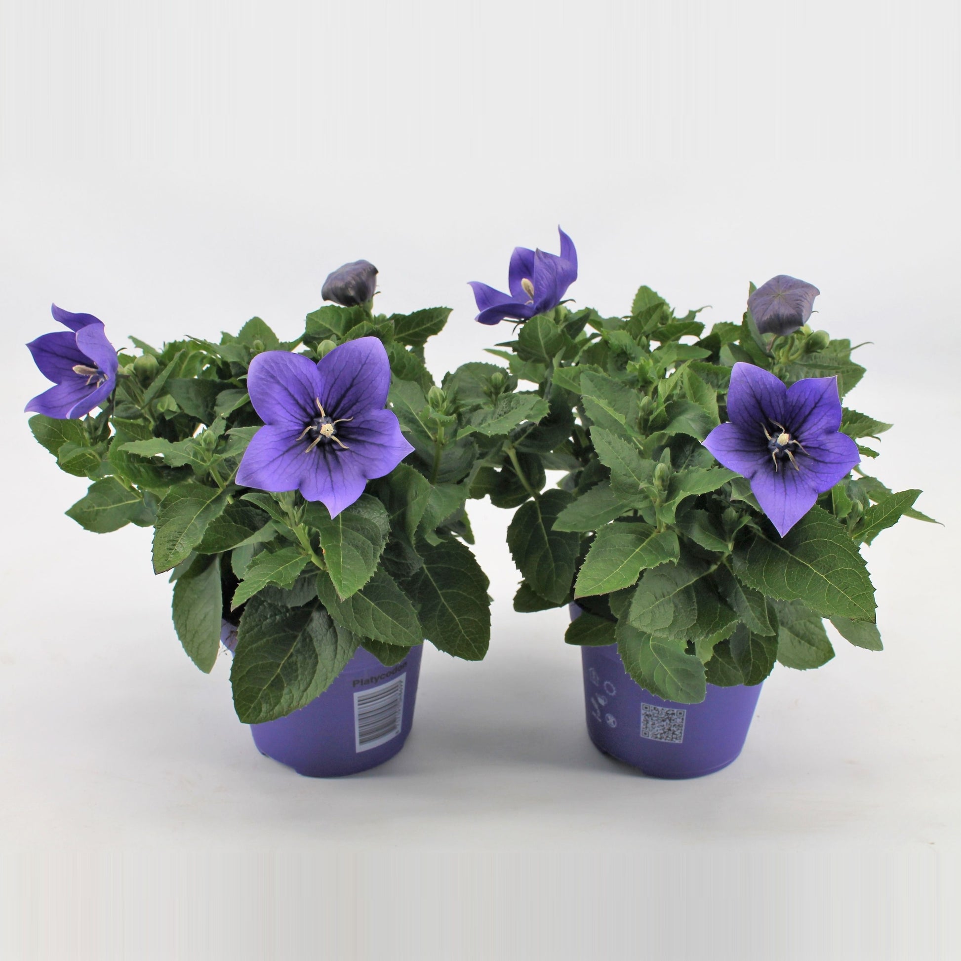 Platycodon graniflorus Astra Blue 22cm 12cm Pot