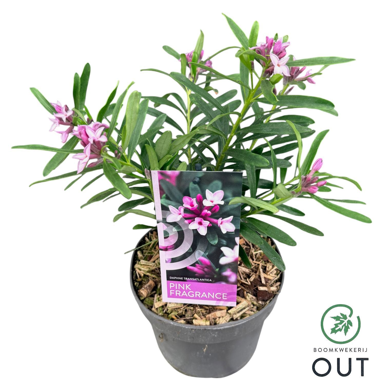 Daphne Eternal Fragrance 45cm 17cm Pot