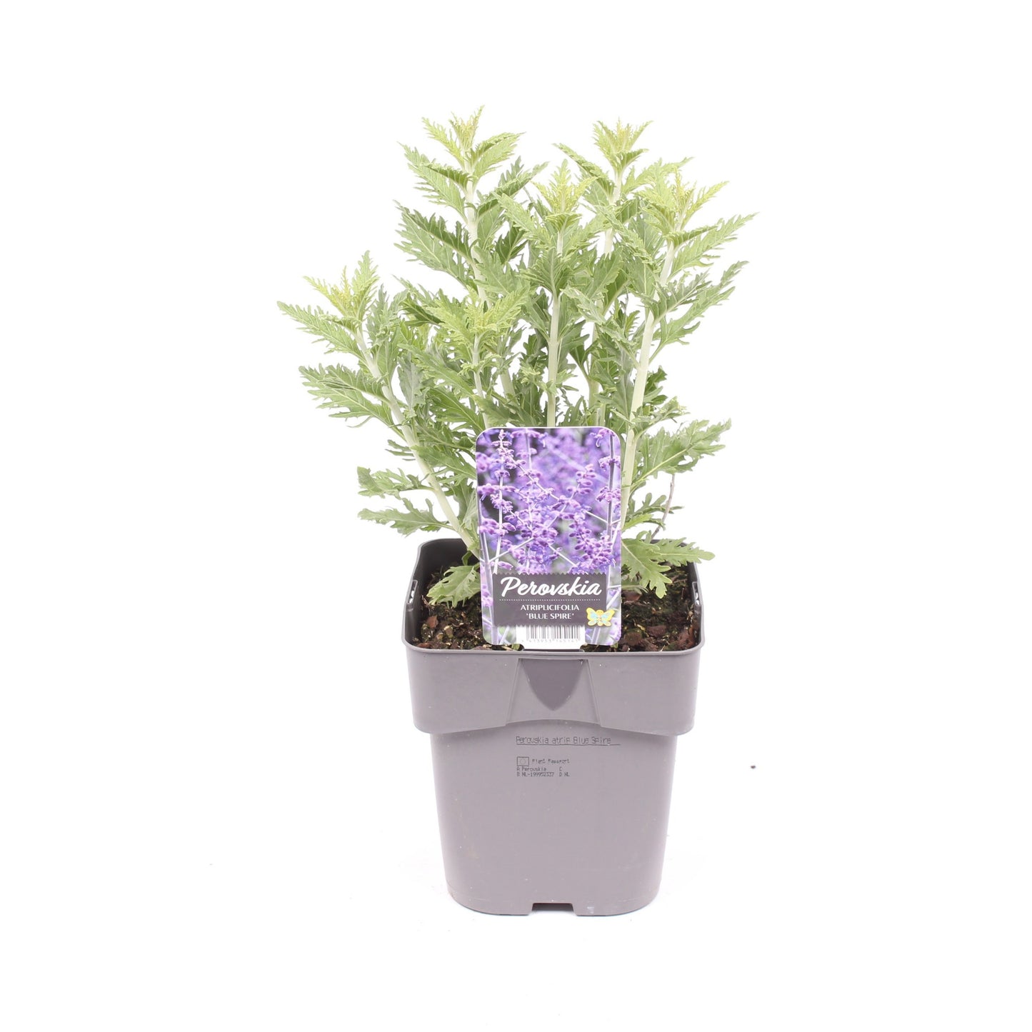 Perovskia atr. Blue Spire 50cm 17cm Pot