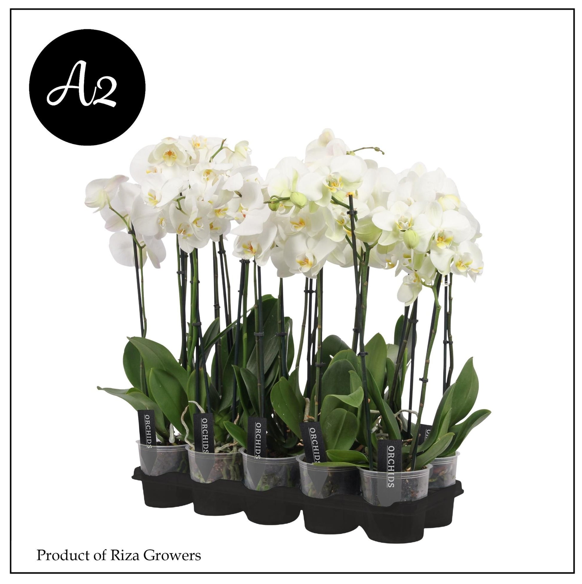 Phalaenopsis White A2 50cm 12cm Pot