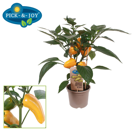 PICK&JOY Snack Pepper yellow 45cm 14cm Pot