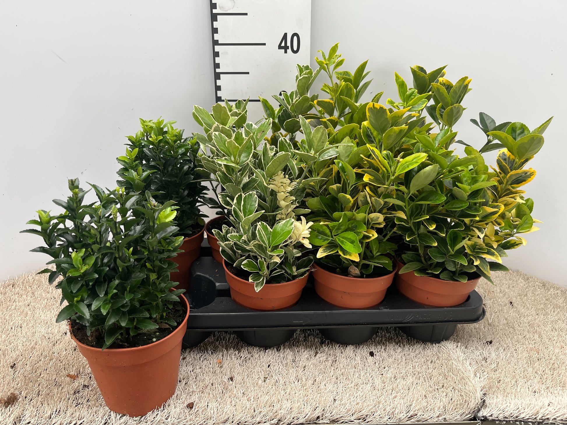 Euonymus japonicus mix 30cm 13cm Pot