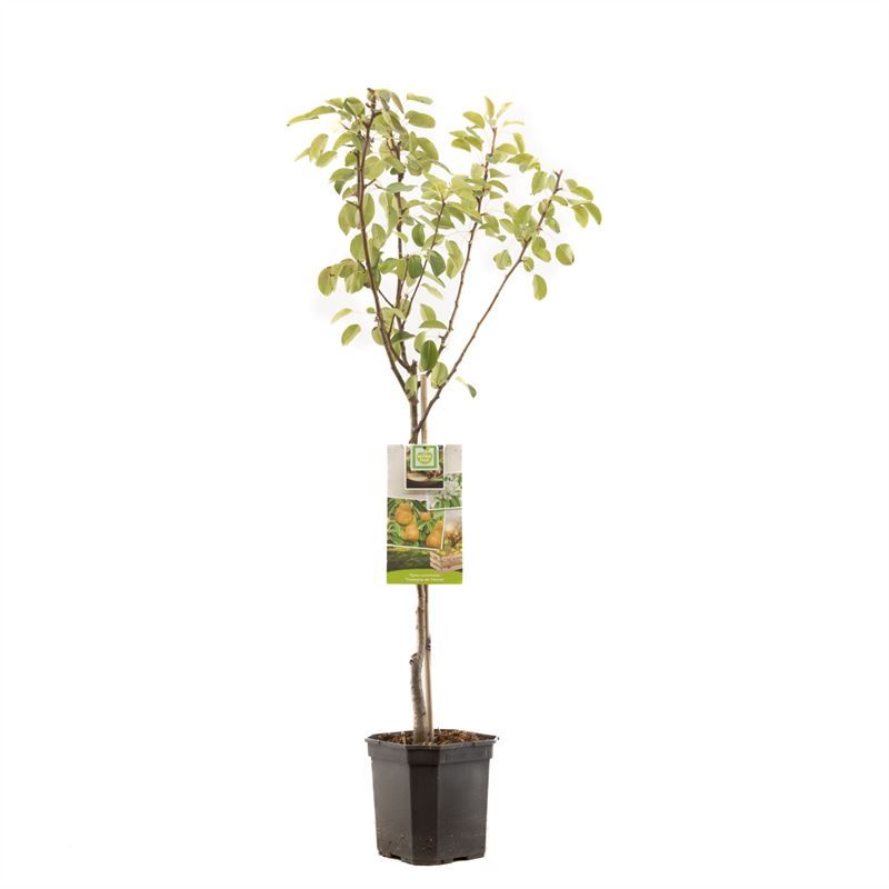 Pyrus Triomphe de Vienne (Pear) 160cm 24cm Pot