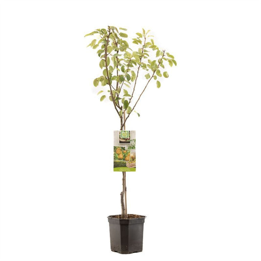 Pyrus Triomphe de Vienne (Pear) 160cm 24cm Pot