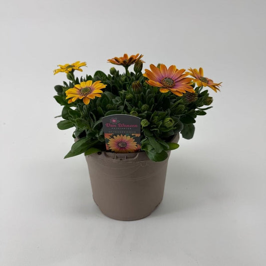 Osteospermum Senorita Bonita 27cm 17cm Pot