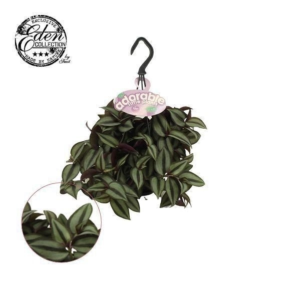 Tradescantia Purpusii 10.5cm Pot