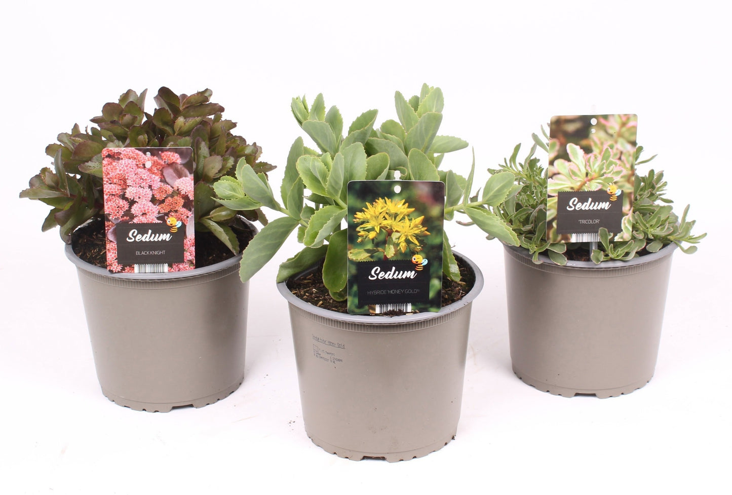 Sedum mix 30cm 19cm Pot