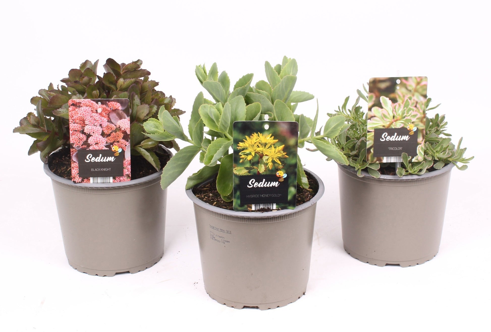 Sedum mix 30cm 19cm Pot