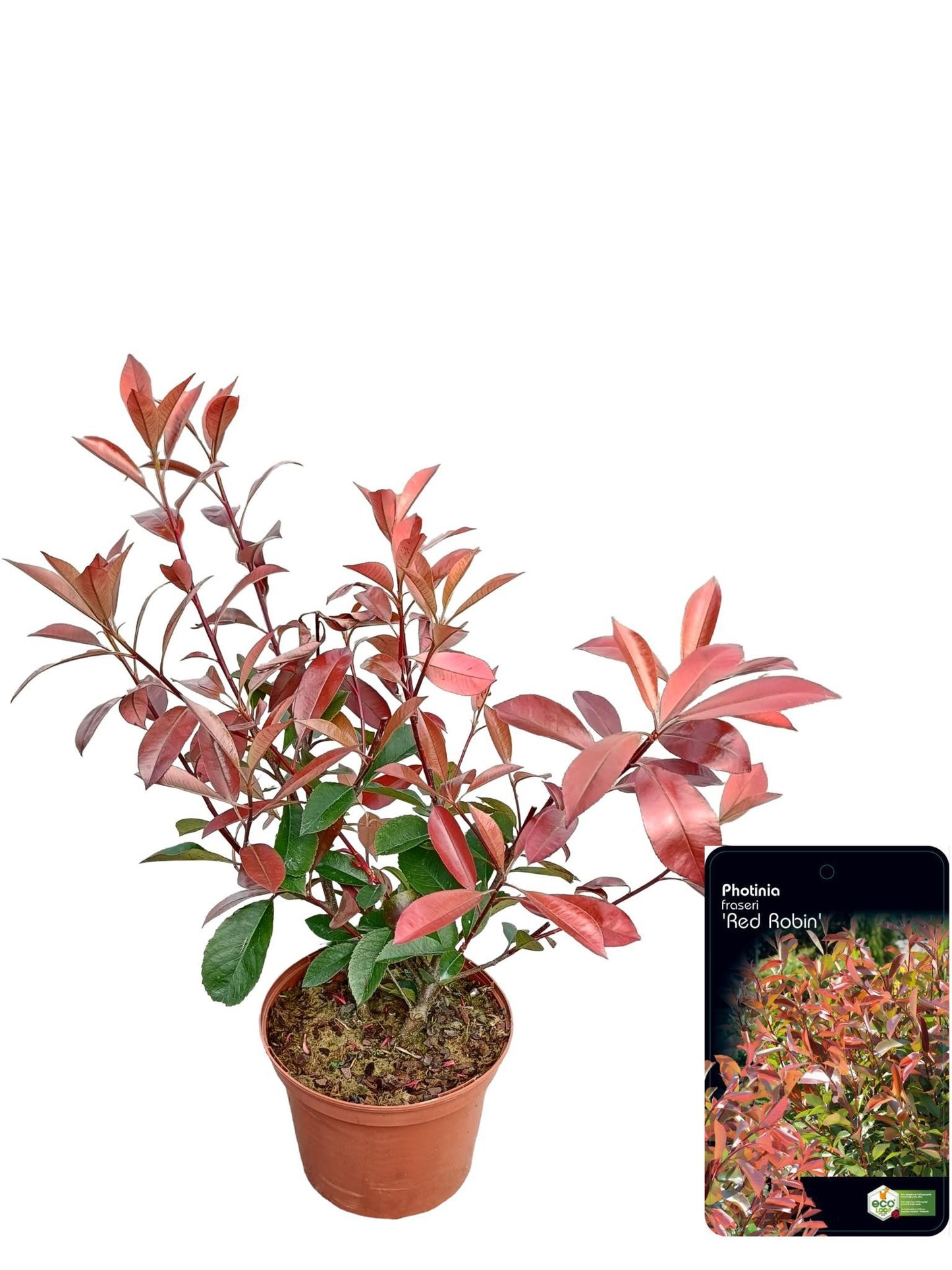 Photinia fra. Red Robin 45cm 18cm Pot
