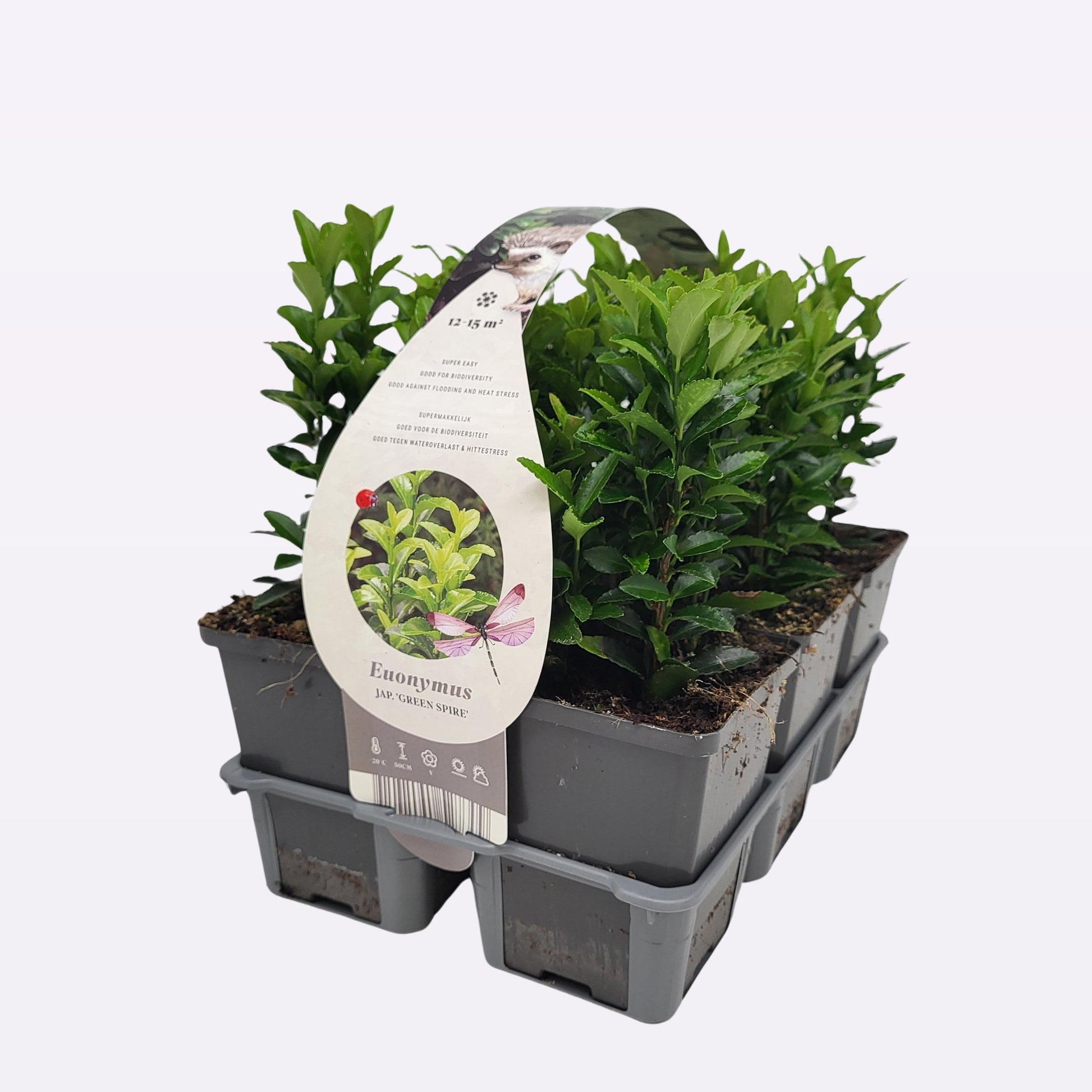 Euonymus jap. Green Spire 10cm 9cm Pot