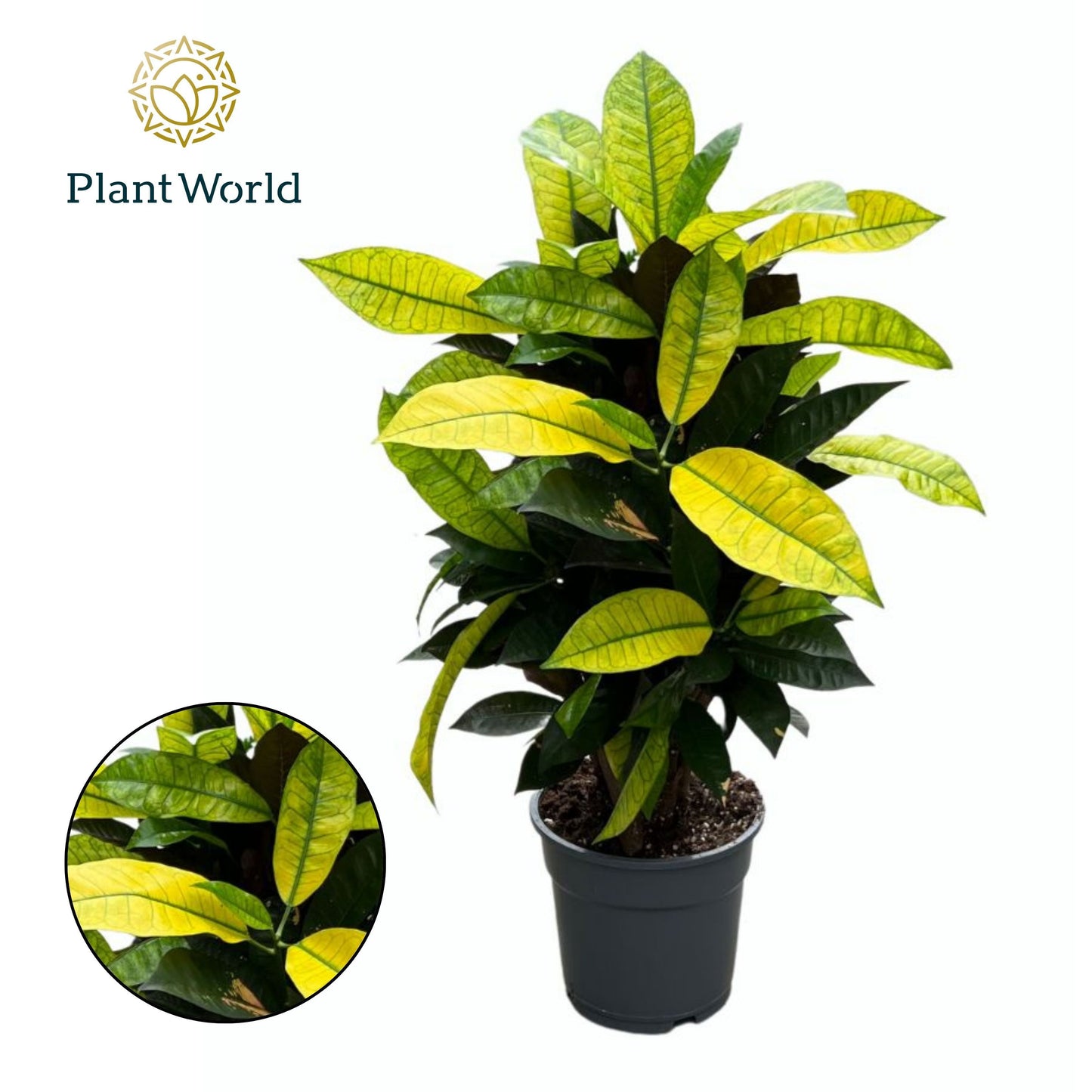 Codiaeum Mrs Iceton 60cm 17cm Pot