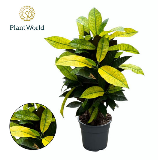 Codiaeum Mrs Iceton 60cm 17cm Pot