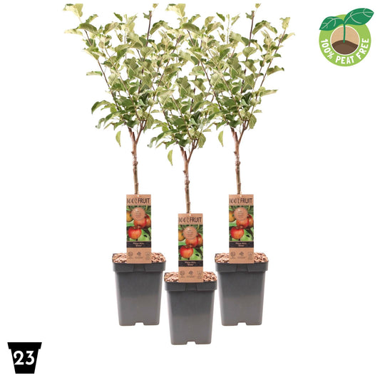 Malus Elstar van Vliet 90cm 23cm Pot